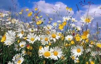 Wallpaper Nature Daisies Wild Flowers Clouds Summer