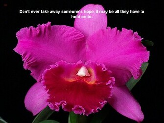 Are All Very Beautiful And Amazing Wallpaper Of Quotes