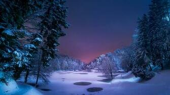 Winter Forest Wallpaper