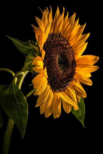 3a8a4c8640c4968dfd0881ea1f9c655c Wallpaper