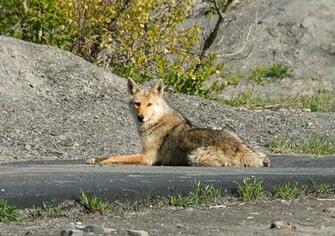 73697d1314938401 Coyote Wallpaper Jpg