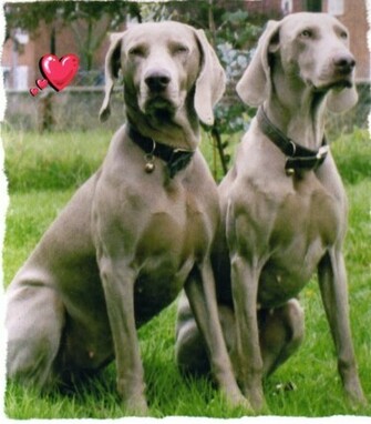My Weimaraner The Dog Wallpaper Best Gallery
