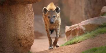Spotted Hyena