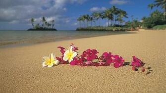 Oahu Pink Flowers Plumeria Wallpaper