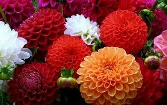 HD Flowers Wallpaper For Samsung Laptop