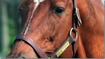 Secretariat Wallpaper Northwest2 Tbo