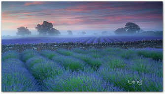 Bing Desktop Easy Search And Nice Wallpaper For Your
