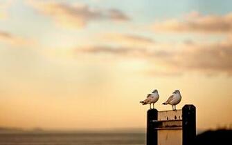 Bird Wallpaper HD Desktop Widescreen Tablet