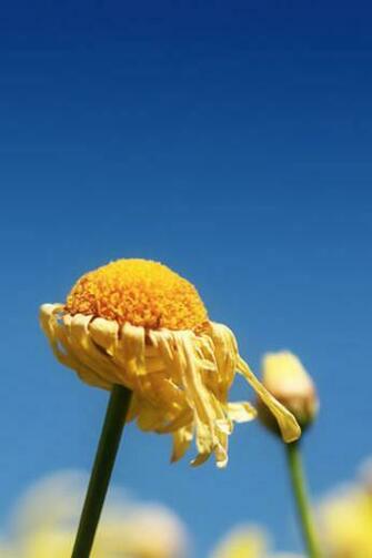 Wilted Flower iPhone Wallpaper iPhones Ipod Touch Background