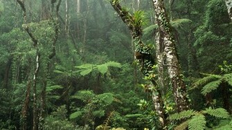 Nature Trees Wallpaper Jungle Forest