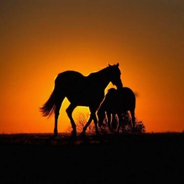 Animal Friends Wallpaper For iPad Mini