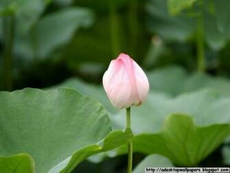 Lotus Flower Desktop Wallpaper Pc