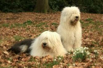 Two Old English Sheepdogs Wallpaper