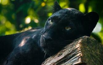 Pics Photos Black Panther Wallpaper HD