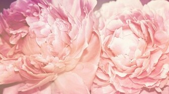 Peony Desktop Wallpaper HD