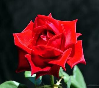 Rose Flower Wallpaper Gulab Phool Image HD
