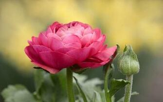 Peonies Wallpaper