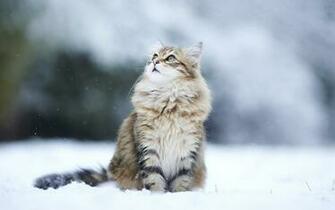 Winter Siberia Photo And Wallpaper Beautiful Pictures