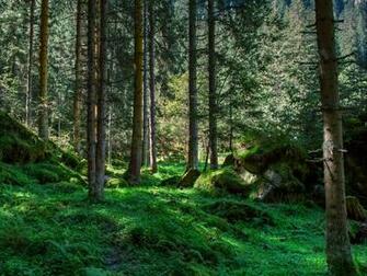Wallpaper International Day Of The Forest