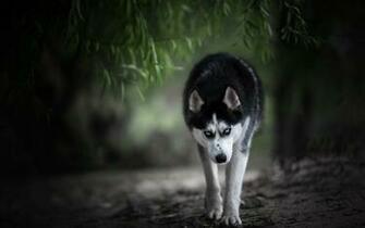 Siberian Husky Wallpaper X Net