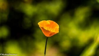 Wallapaper Flower Full HD 2k 4k By Hackingdutchman