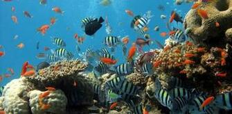 3d Aquarium Live Wallpaper HD Nature Landscape Install
