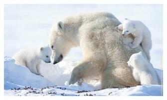 Beautiful Wallpaper Polar Bear