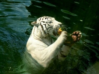 Animals Pictures Funny Wallpaper Diet