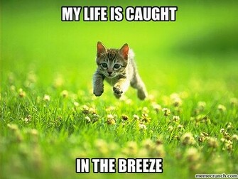 My Life Is Caught