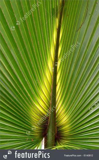 Florida Palmetto Background