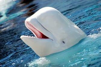 Beluga Whale Wallpaper Background