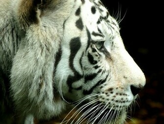 White Tigers HD Wallpaper Animal Bwalles