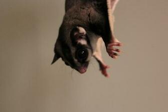 Flying Animals Sugar Squirrels Big Eyes Glider