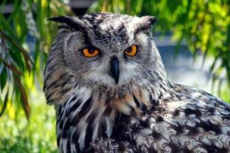HD Wallpaper Desktop Owl Dacktop