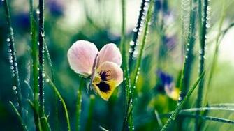 Pansy Flower Desktop Wallpaper