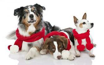 Christmas Animal Wallpaper