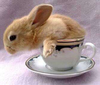 Cute Little Rabbits HD Wallpaper Desktop