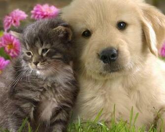Kittenwallpaper Orgpuppy And Kitten Wallpaper