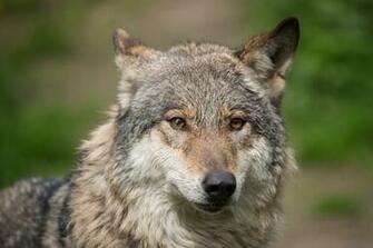 Wolf Face HD Wallpaper