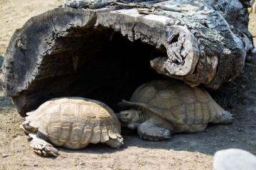 Parking Problems By Pistos Caedes Desktop Wallpaper Sulcata