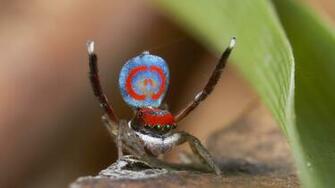 Do The Rumble Rump With Peacock Spiders Cool Green Science