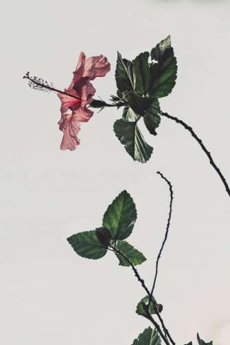 Aesthetic Hibiscus Rosa Wallpaper
