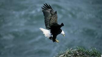 HD Bald Eagle Wallpaper