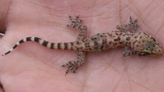 Gecko Wallpaper By Felfyron