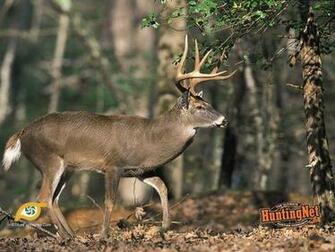 Big Buck Background
