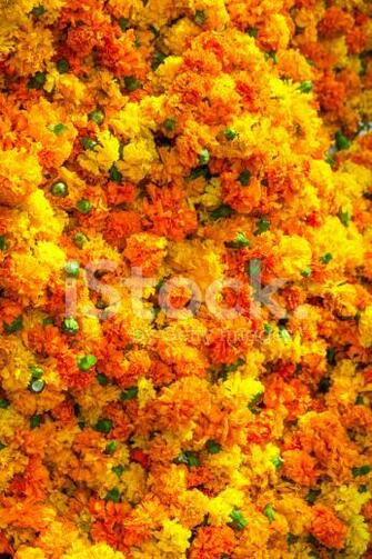 Marigold Background Stock Photos Image