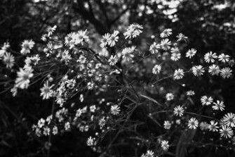 Spring Flowers Image Black And White In Many Resolutions