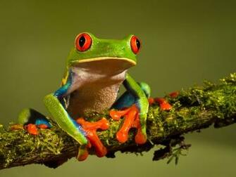 Safari Science Fun Fact Of The Day Flash Coloration