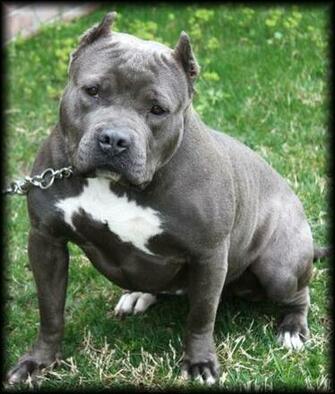 Bully Pitbulls Xxl Extreme Pocket Blue Pit Bulls Females