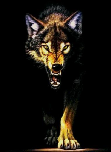 Tags Wolf Screensaver Wallpaper426x582 Wallpaper